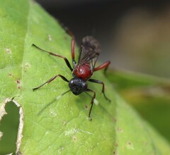 Xylophrurus augustus