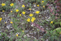 Crepis sonchifolia