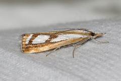 Catoptria permutatellus