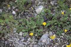 Crepis sonchifolia