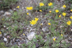 Crepis sonchifolia