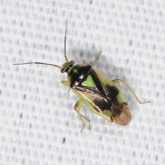 Orthops scutellatus