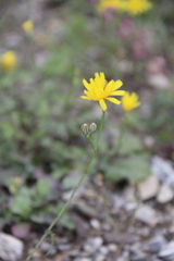 Crepis sonchifolia