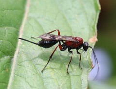 Xylophrurus augustus