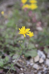 Crepis sonchifolia