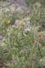 Cirsium echinus