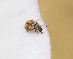Acanthoscelides pallidipennis