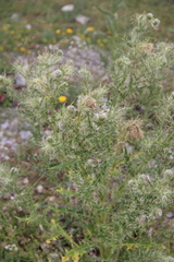 Cirsium echinus
