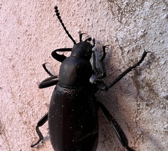 Eleodes sponsa