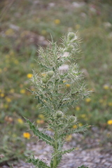 Cirsium echinus