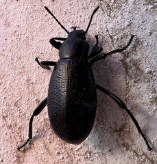 Eleodes sponsa