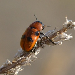 Coptocephala rubicunda