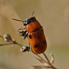 Coptocephala rubicunda