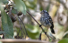 Anairetes reguloides