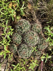 Mammillaria wrightii wilcoxii