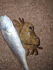 Hemigrapsus penicillatus