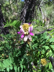 Tephrosia thurberi