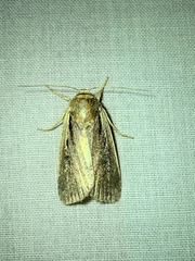 Ochropleura