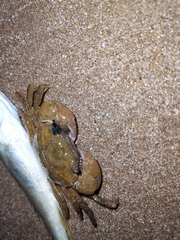 Hemigrapsus penicillatus