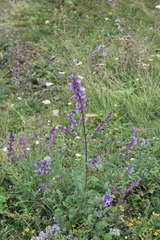 Nepeta grandiflora