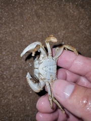 Hemigrapsus penicillatus
