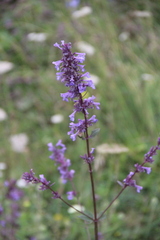 Nepeta grandiflora