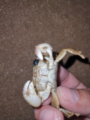 Hemigrapsus penicillatus