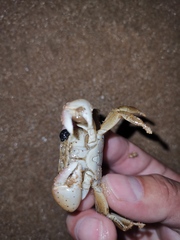 Hemigrapsus penicillatus