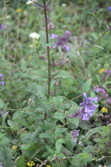 Nepeta grandiflora