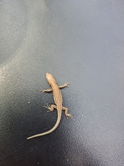 Podarcis muralis
