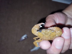 Hemigrapsus penicillatus