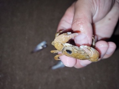 Hemigrapsus penicillatus
