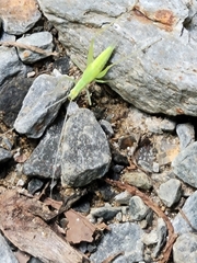 Oecanthus quadripunctatus