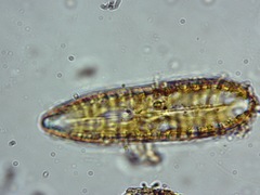 Surirella robusta