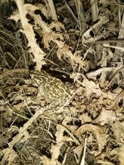 Bufotes boulengeri siculus