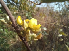 Eriosema affine