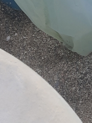 Spilostethus pandurus