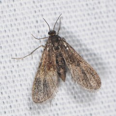Elophila tinealis