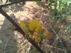 Eriosema affine