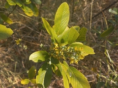 Eriosema affine