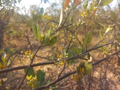 Eriosema affine