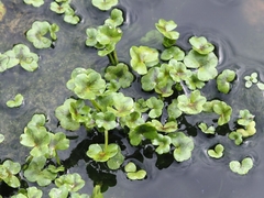 Ranunculus hederaceus