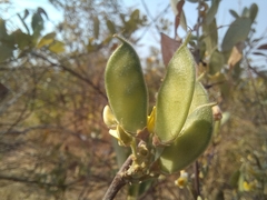 Eriosema affine