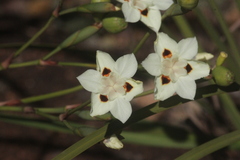 Dietes bicolor bicolor