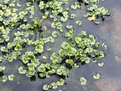 Ranunculus hederaceus