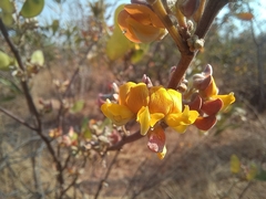 Eriosema affine