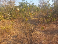 Eriosema affine