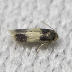 Nepticuloidea
