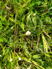 Cyperus seslerioides