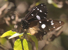 Amauris albimaculata